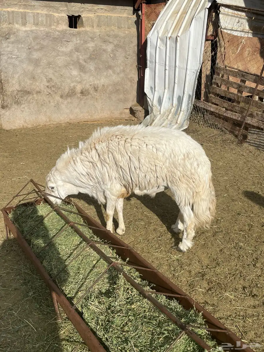 كبش فحل 12