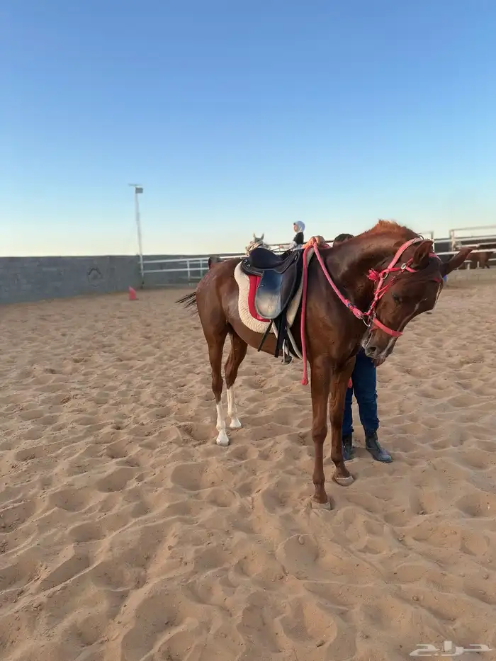 تدريب على ركوب الخيل (باحترافيه عالية) 1