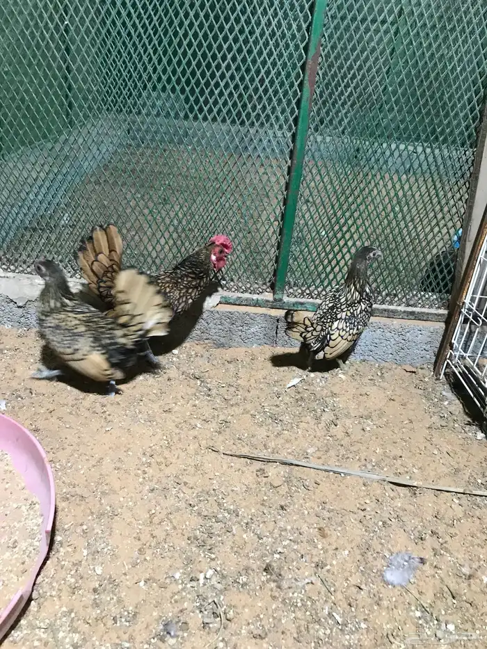 طقم سبرايت تم البيع 3