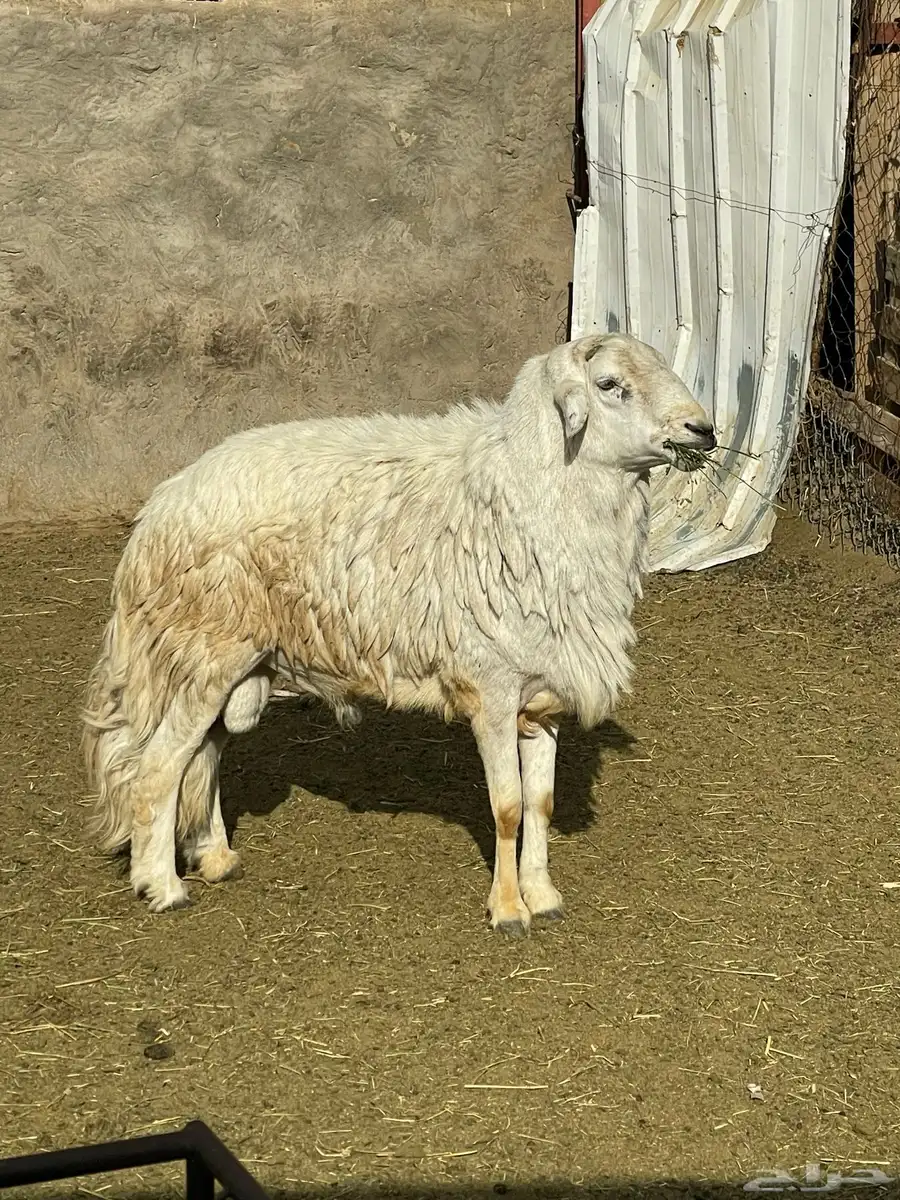 كبش فحل 10