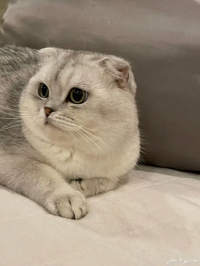ذكر سكوتش للتزاوج 1