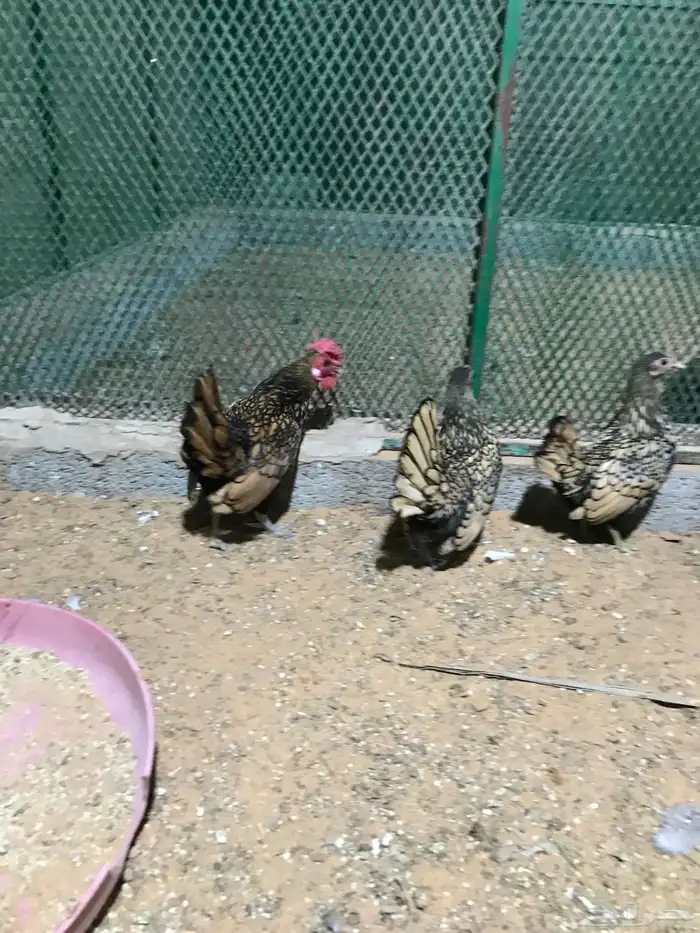 طقم سبرايت تم البيع 7