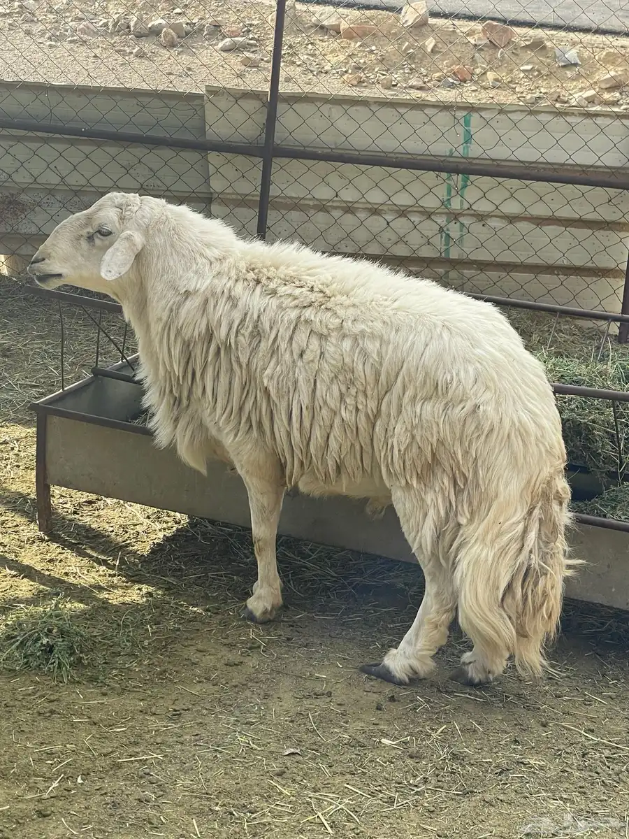 كبش فحل 0