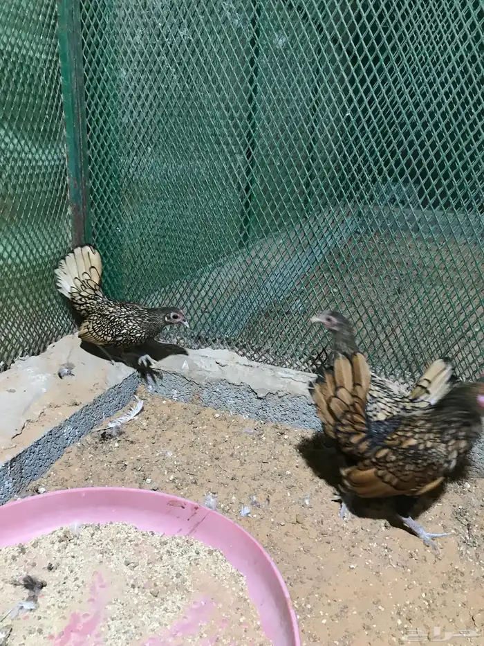 طقم سبرايت تم البيع 18
