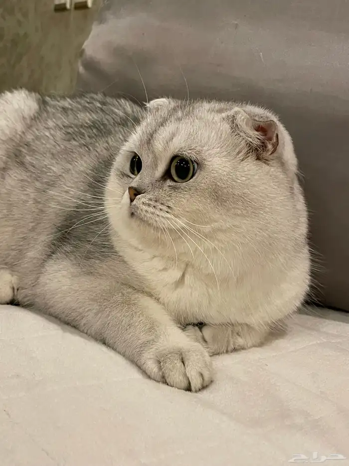 ذكر سكوتش للتزاوج 0