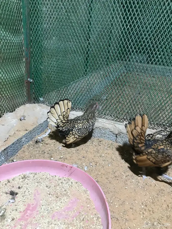 طقم سبرايت تم البيع 19