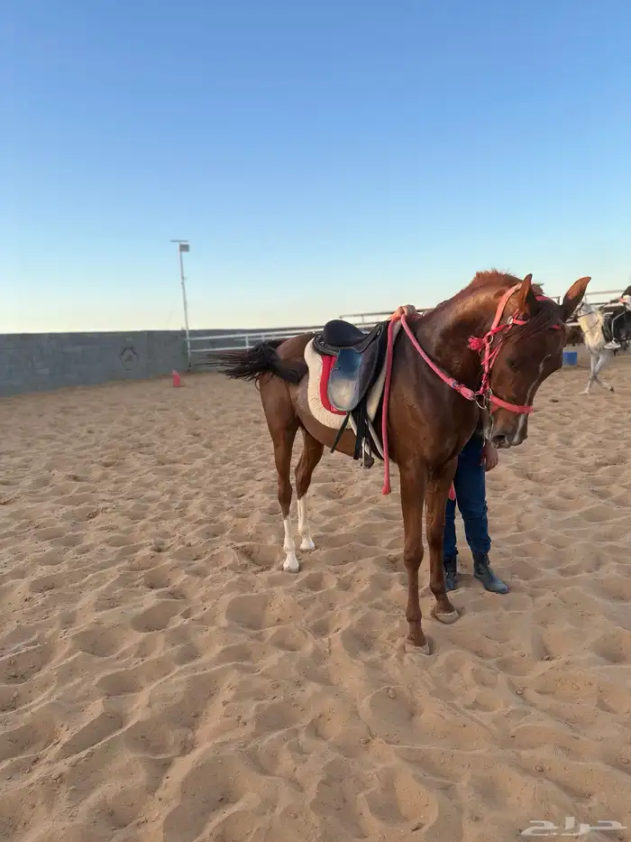 لعشاق ركوب الخيل 1