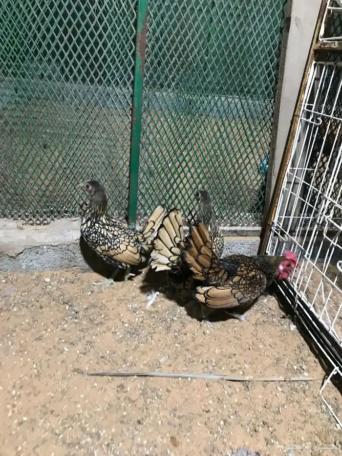 طقم سبرايت تم البيع 34