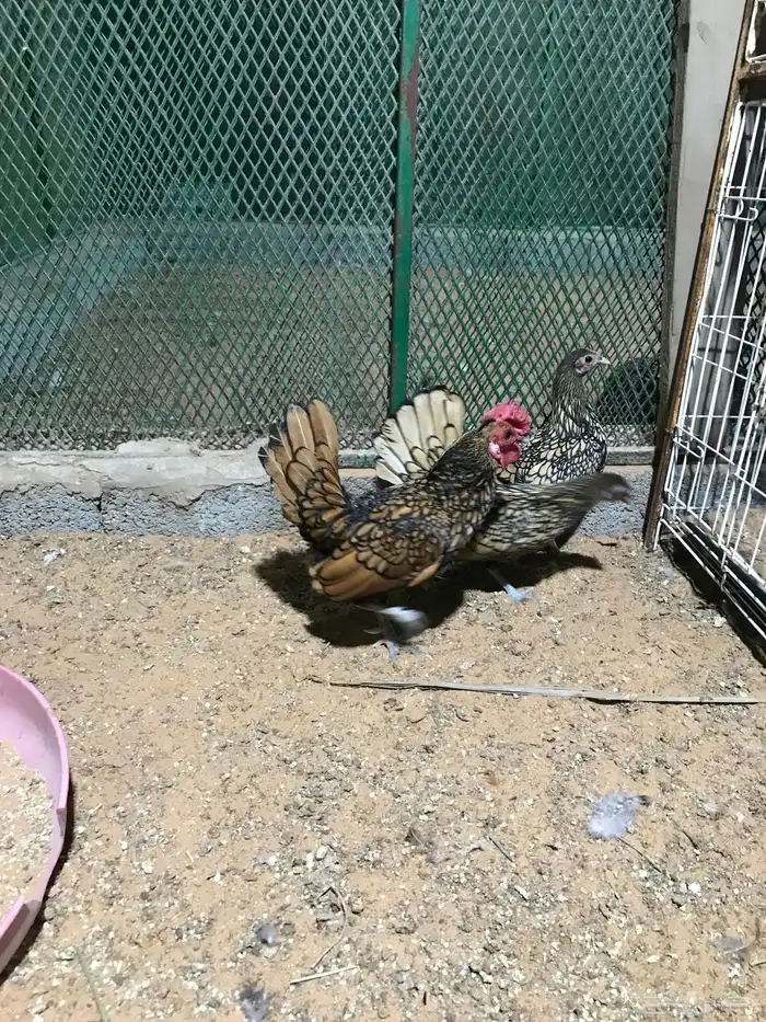 طقم سبرايت تم البيع 5