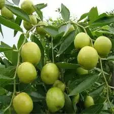 شتلات سدر صيني 0