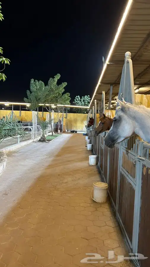 أكاديمية هورس لاند لتدريب ركوب الخيل وإيواء للخيل 0