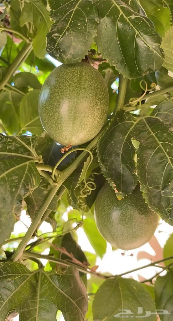 شتلات فاكهة الباشن فروت 1