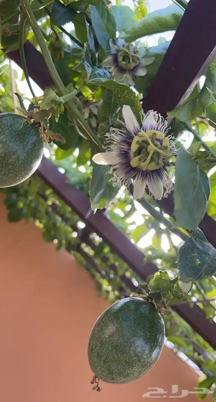 شتلات فاكهة الباشن فروت 0