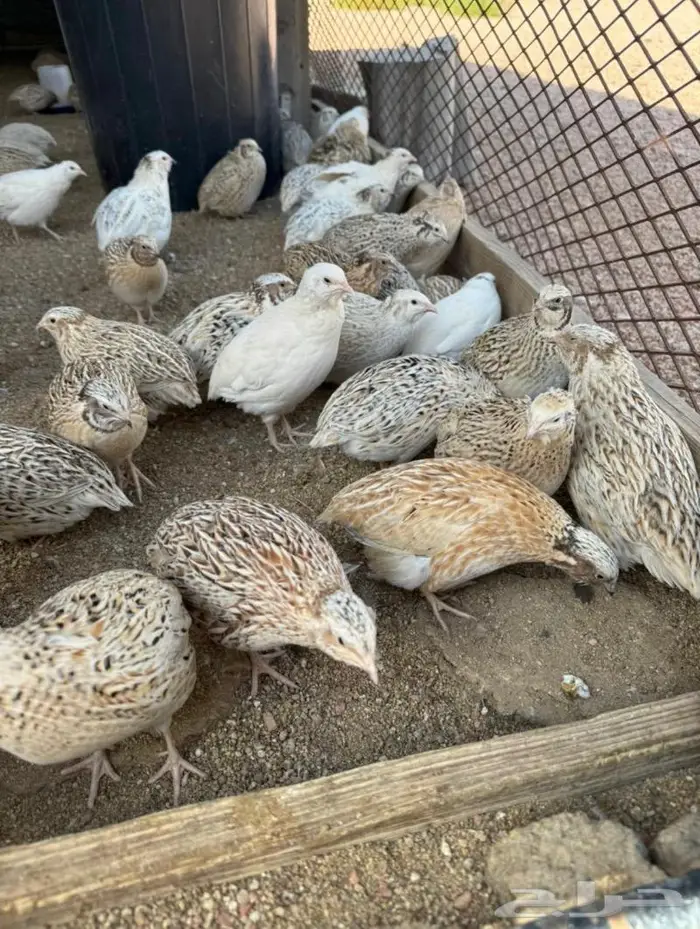 سمان ذبح ومنتج 0