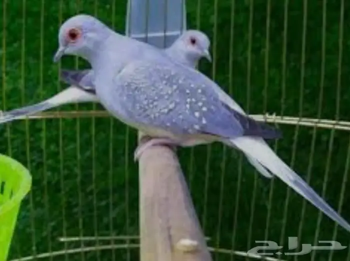 يمام ماسي للبيع يوجد لدي ذكور وإناث 0