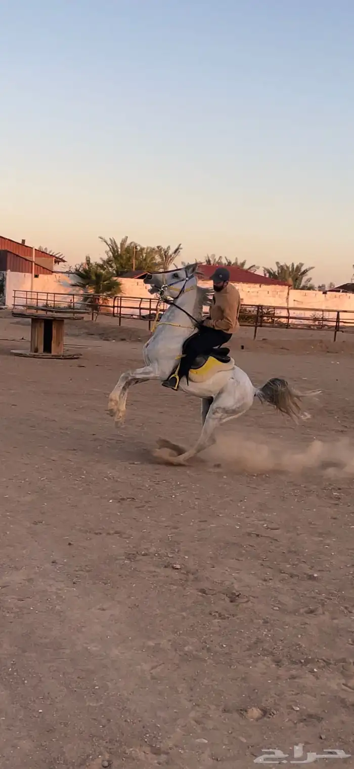 لعشاق ركوب الخيل 2