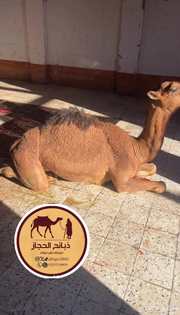 ذبائح مع خدمة الذبح و التوصيل والتغليف 12