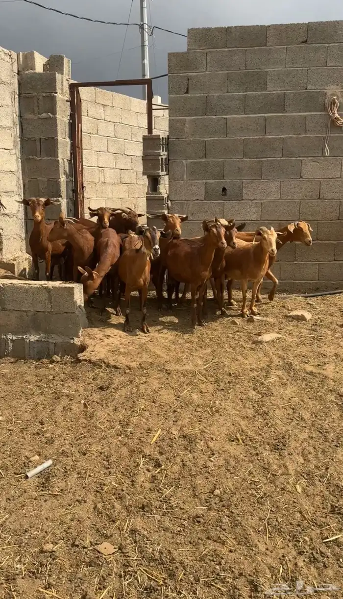 معزا دهم صنف ( تم البيع ) 2