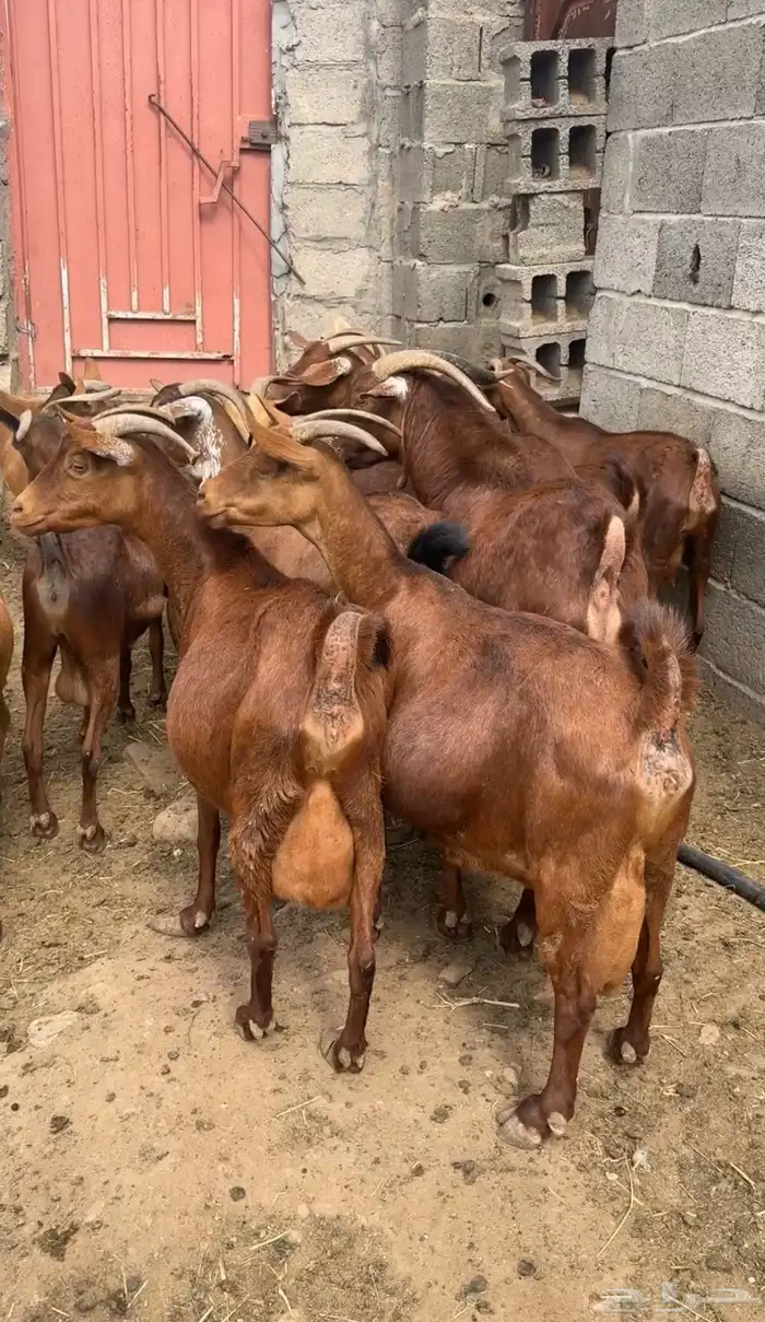 معزا دهم صنف ( تم البيع ) 0