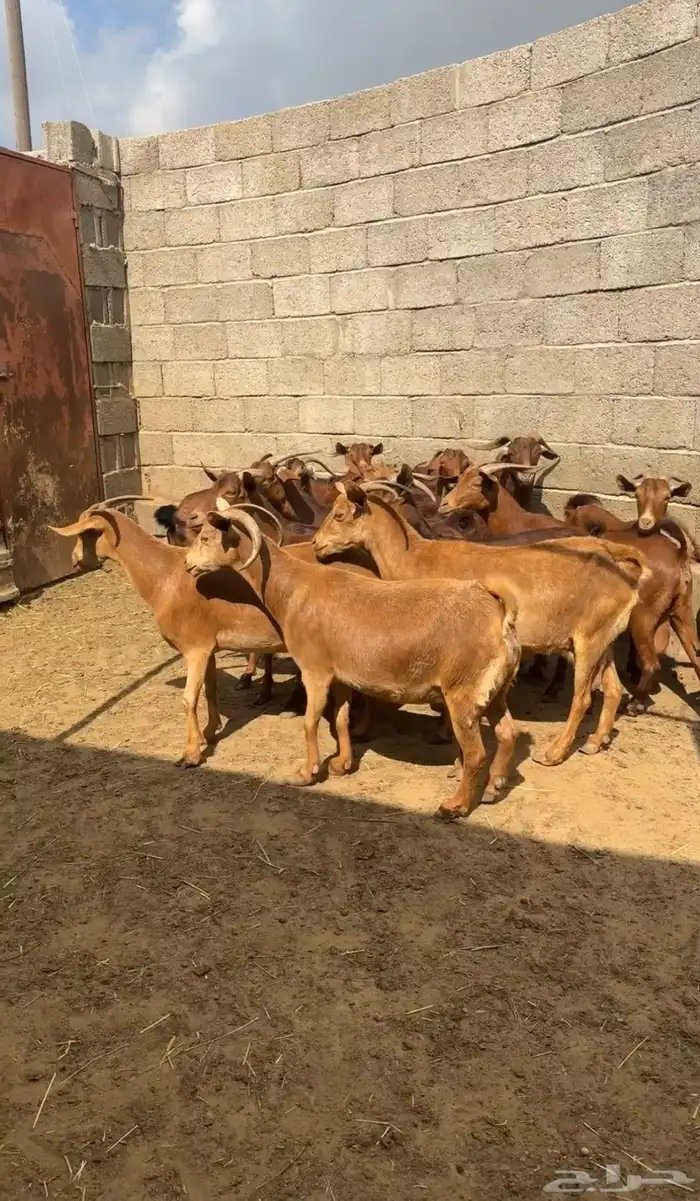 معزا دهم صنف ( تم البيع ) 3