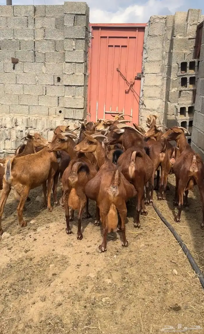 معزا دهم صنف ( تم البيع ) 1