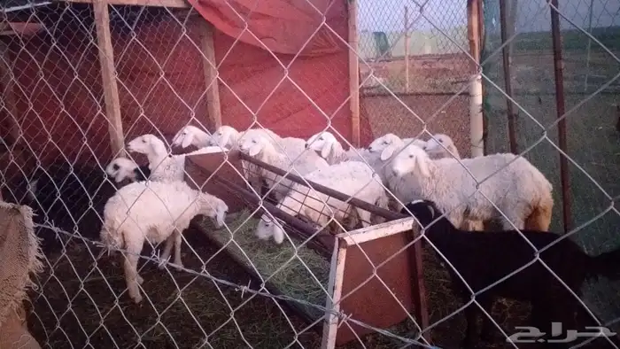 تيوس و طليان ثلاجة عالبرسيم والشعير 9