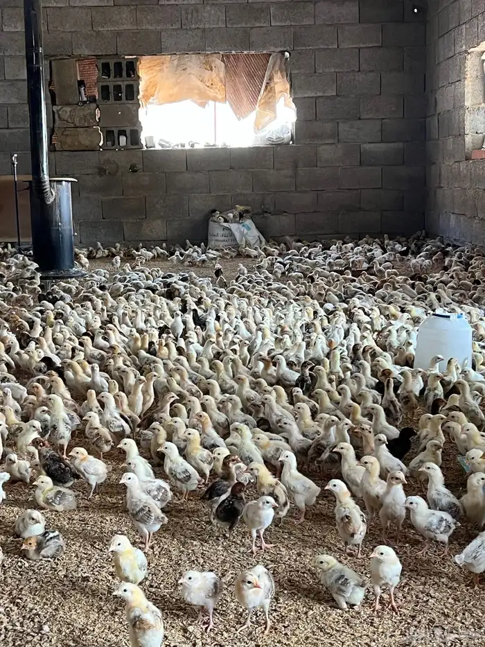 صوص صيصان فروخ بلدي 22
