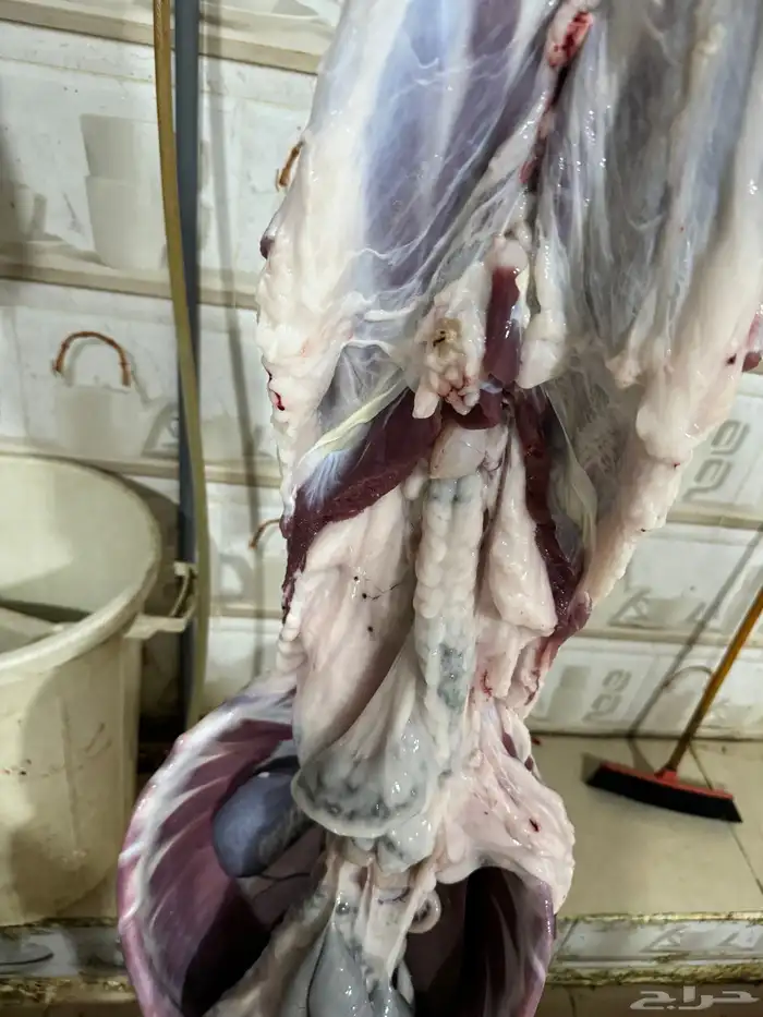 حري وسواكن طائفية جميع الأحجام والأسعار حلال فاخر جدا 6