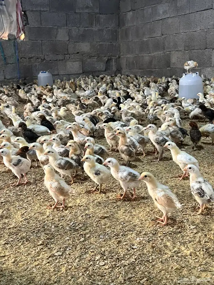 صوص صيصان فروخ بلدي 0
