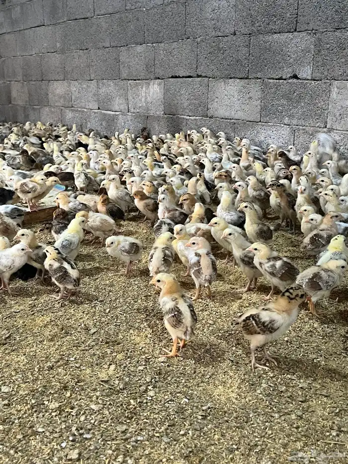 صوص صيصان فروخ بلدي 12