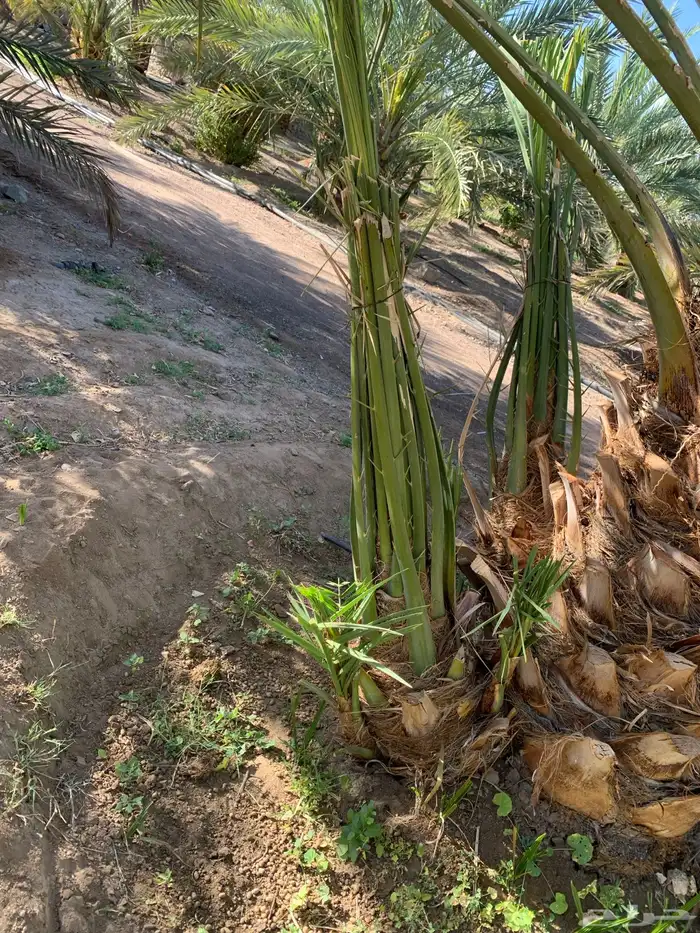 صنو برني العلا. 1