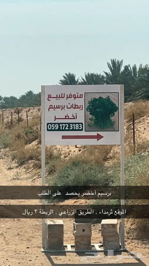 برسيم أخضر رطب 1