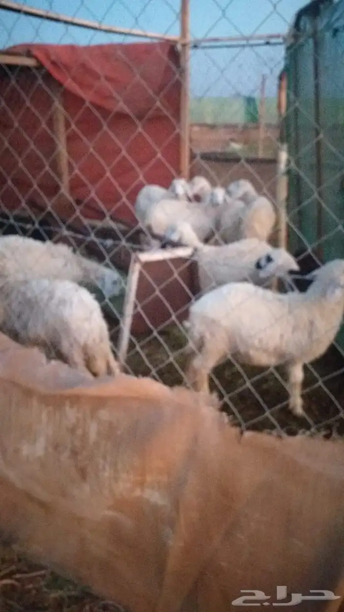 تيوس و طليان ثلاجة عالبرسيم والشعير 7