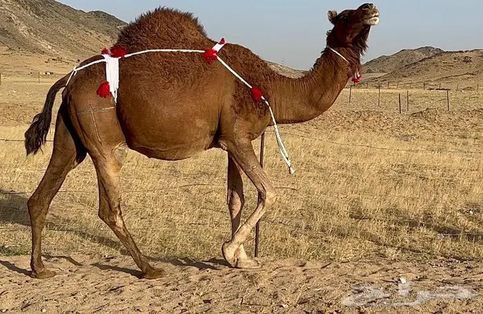 ناقه ملاقي شيخه تم البيع 2