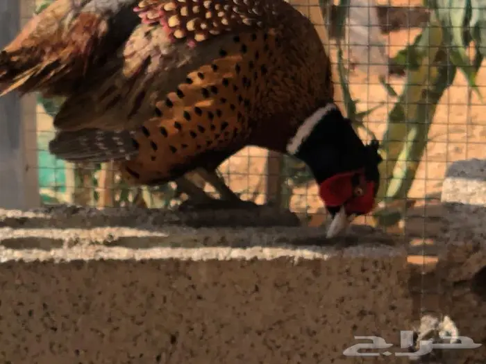 طير الفزن الأمريكي 0