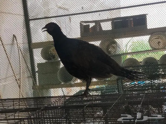 طير الفزن الأمريكي 2