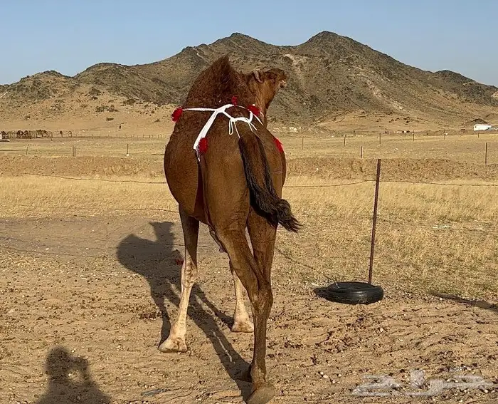 ناقه ملاقي شيخه تم البيع 0
