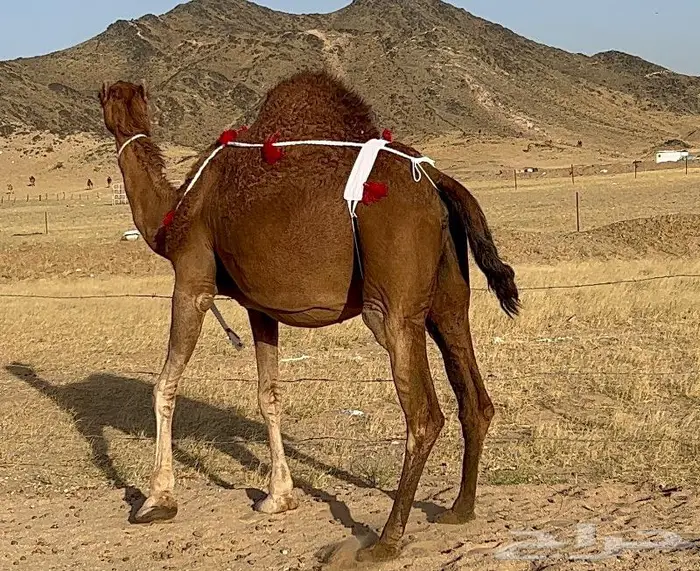 ناقه ملاقي شيخه تم البيع 5