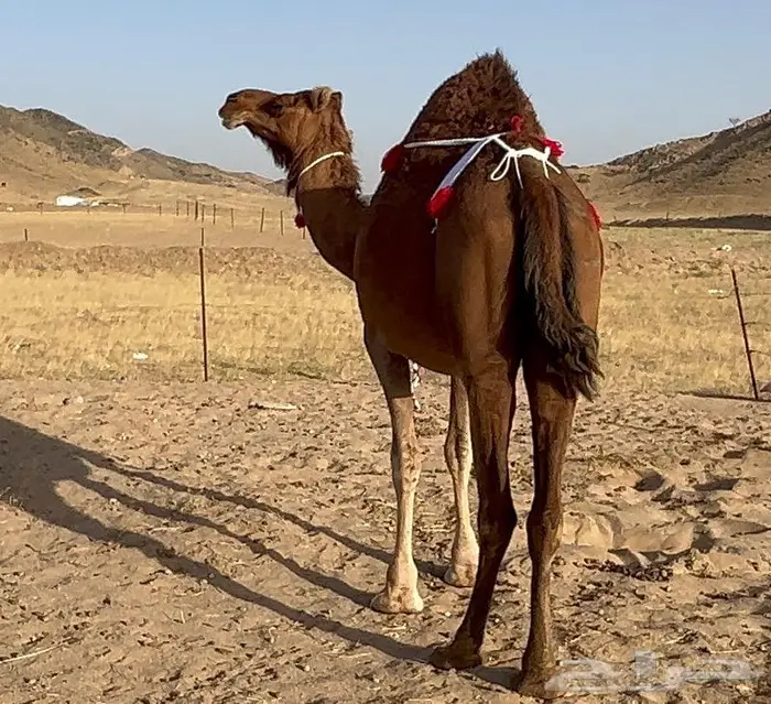 ناقه ملاقي شيخه تم البيع 4