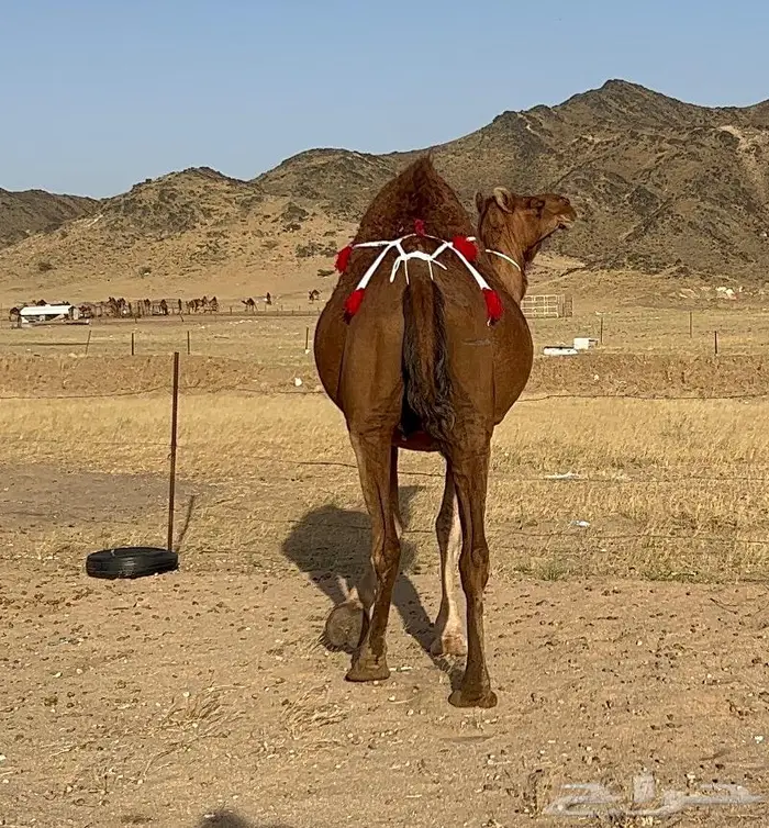 ناقه ملاقي شيخه تم البيع 9