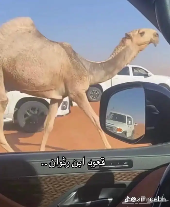 نقل شرايح البل 1