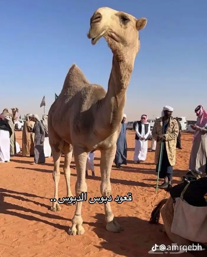 نقل شرايح البل 0