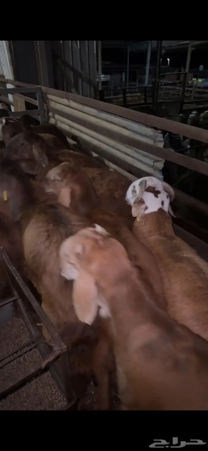 حري وسواكن طائفية جميع الأحجام والأسعار حلال فاخر جدا 5