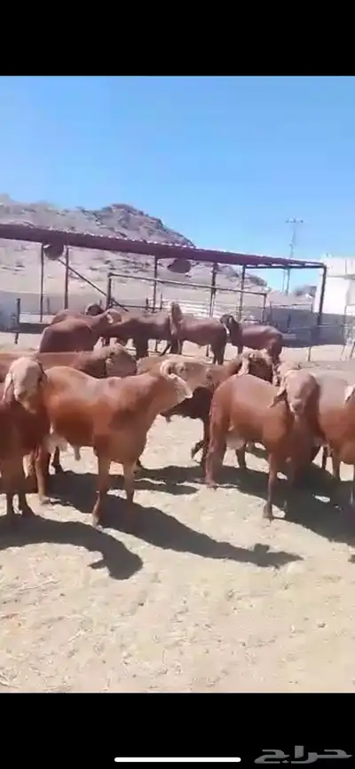حري وسواكن طائفية جميع الأحجام والأسعار حلال فاخر جدا 1
