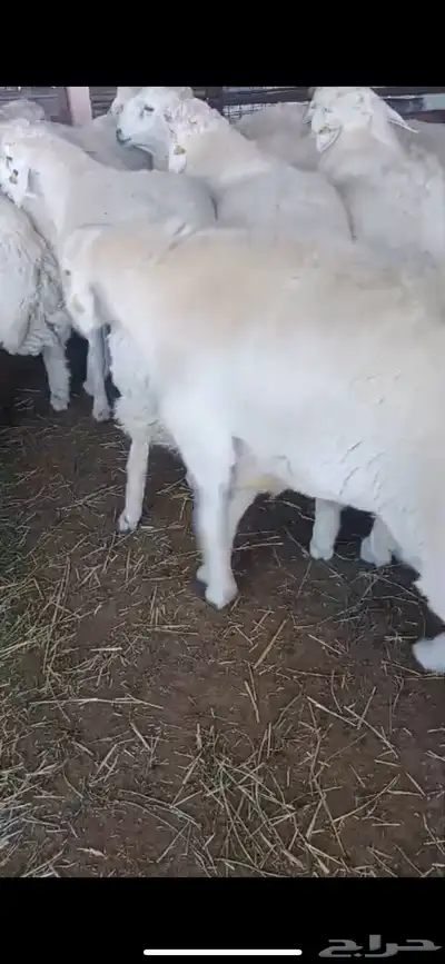 حري وسواكن طائفية جميع الأحجام والأسعار حلال فاخر جدا 9