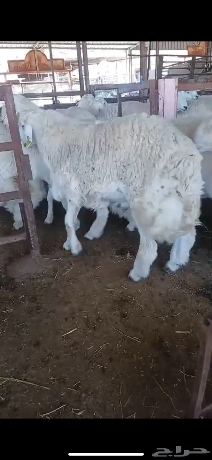 حري وسواكن طائفية جميع الأحجام والأسعار حلال فاخر جدا 11