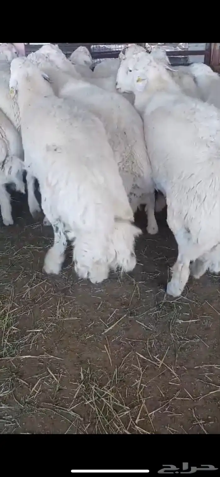 حري وسواكن طائفية جميع الأحجام والأسعار حلال فاخر جدا 8