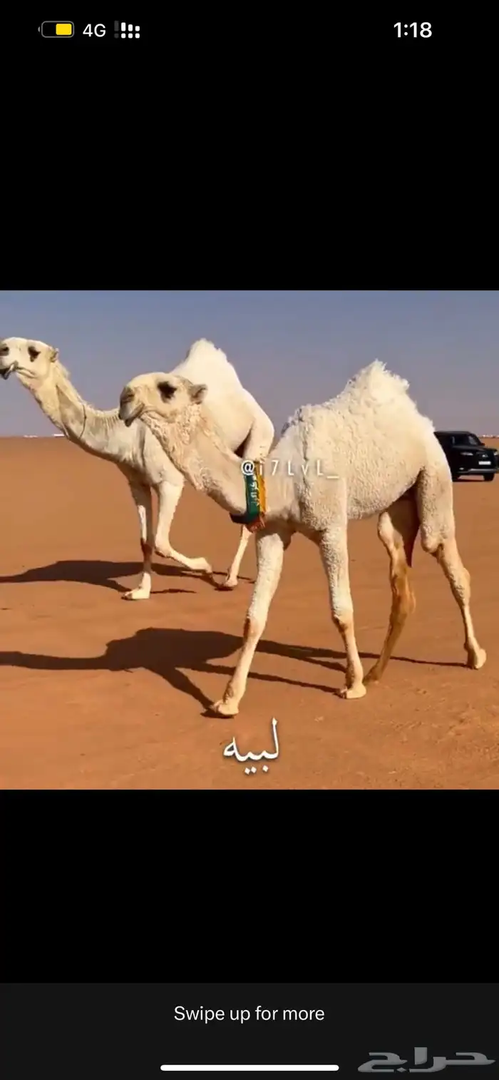 نقل شرايح البل 4