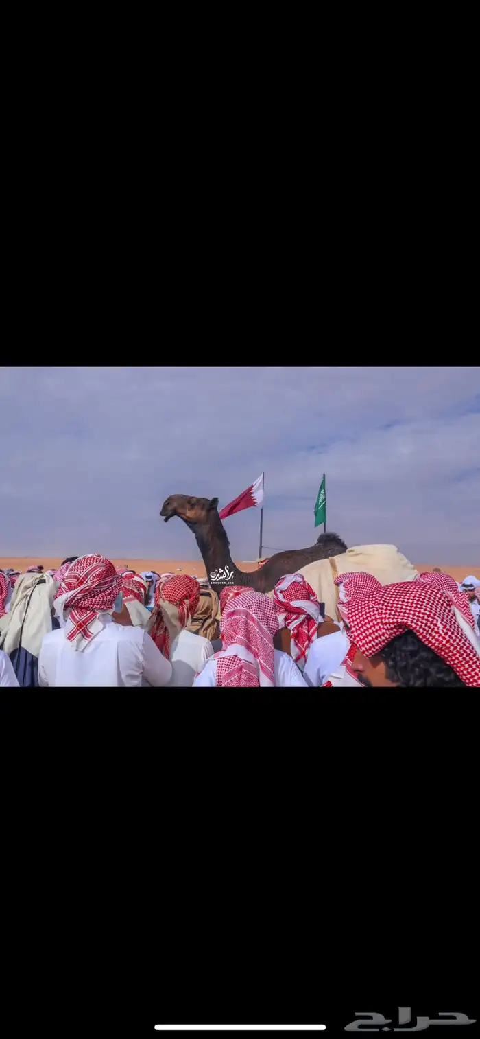 نقل شرايح البل 3