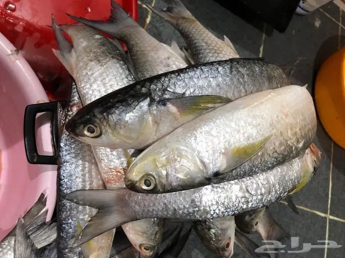 فسيخ فلسطيني حاليا خلصت الكمية 1